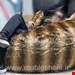 بین بگ طرح دارتکنفره بزرگ