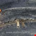 بین بگ۱۴۰Essizسرمه ای