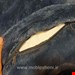 بین بگ۱۴۰Essizسرمه ای